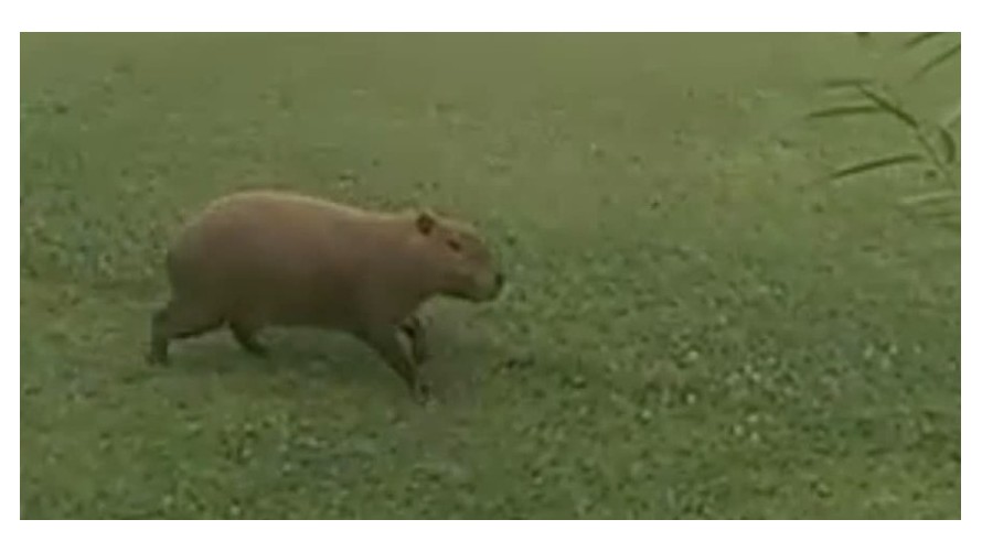 Aparecieron Carpinchos y desde SAPAAB piden que no los lastimen