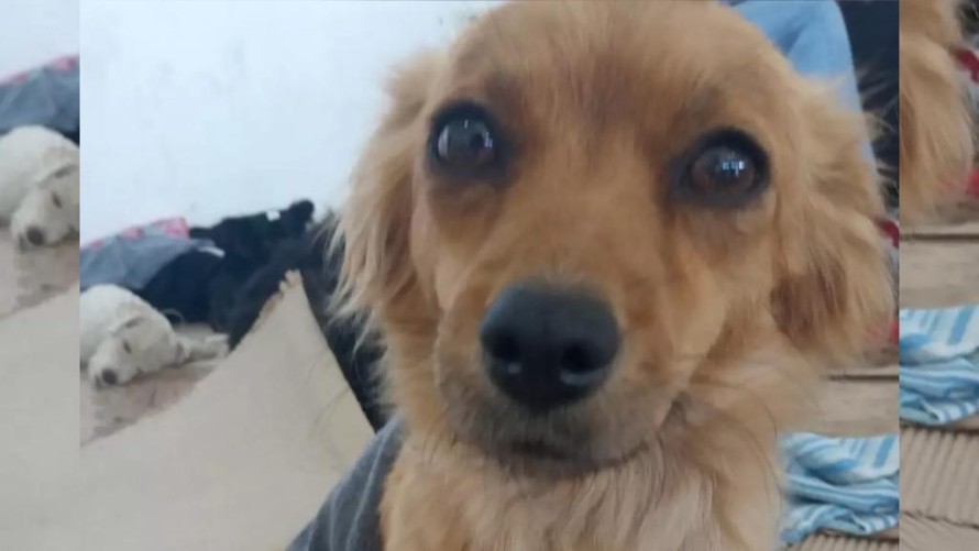 Se viene una nueva jornada de castraciones masivas