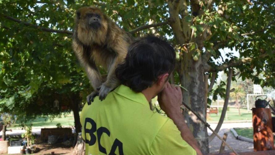 Rescataron a dos monos que estaban en cautiverio en Carhué y Trenque Lauquen