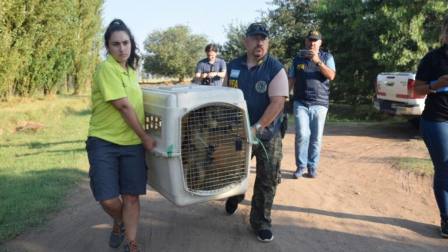 Rescataron a dos monos que estaban en cautiverio en Carhué y Trenque Lauquen