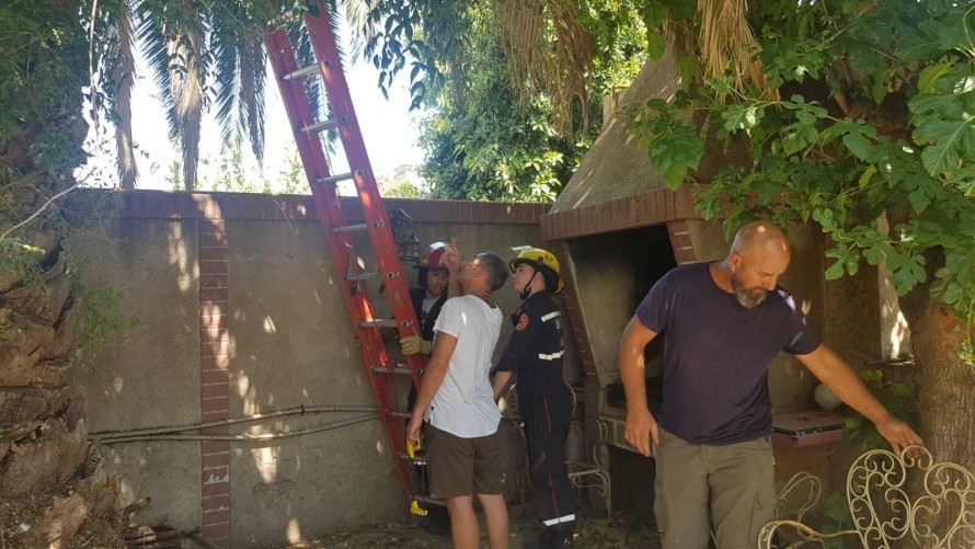Bomberos rescataron a un gato que estaba atrapado en una palmera