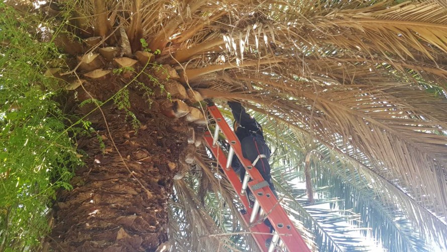 Bomberos rescataron a un gato que estaba atrapado en una palmera