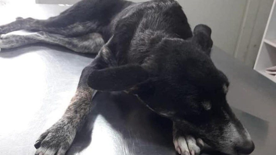 Solicitan nuevo tránsito para otra perrita que necesita cuidados