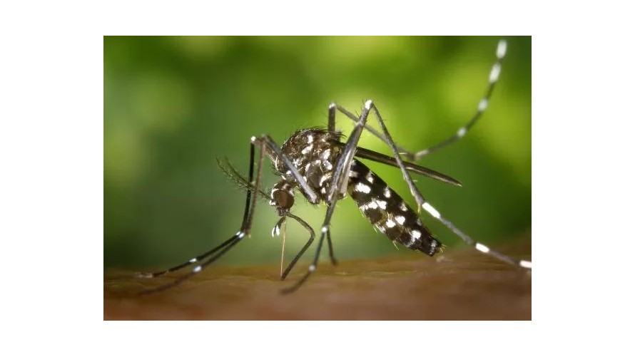 Se impulsa una campaña y tareas para la prevención del dengue