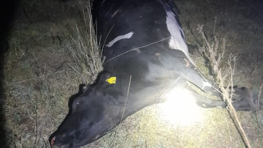 Una ambulancia chocó con un novillo en Ruta Nacional 226