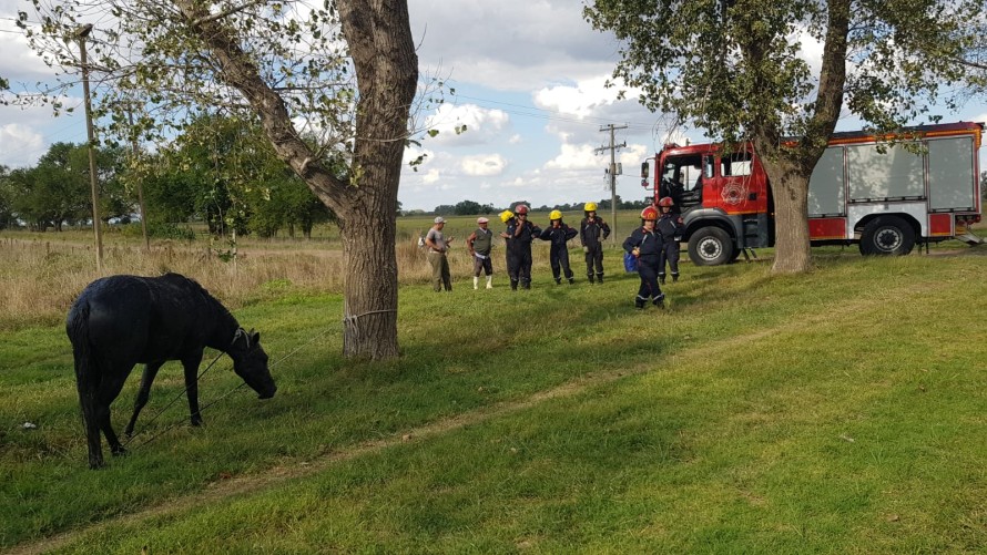 Equino cayó sobre un zanjón y fue rescatado por los bomberos