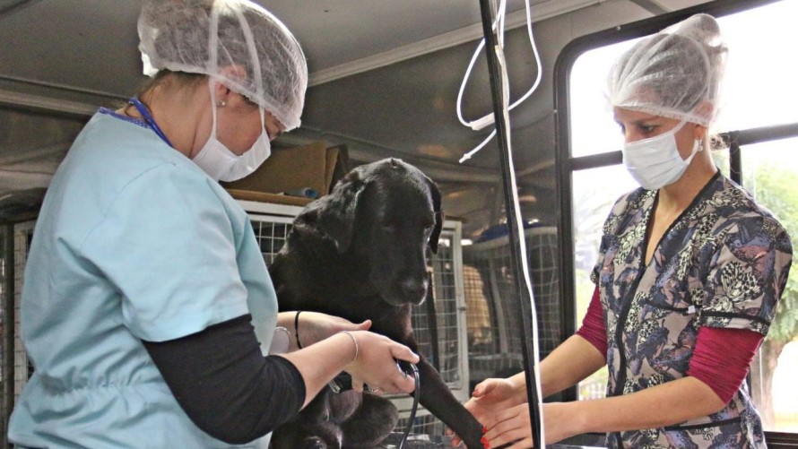Realizarán castraciones gratuitas este sábado por el Día del Animal