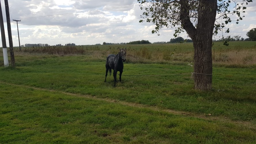 Equino cayó sobre un zanjón y fue rescatado por los bomberos