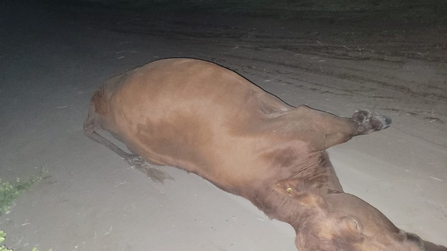 Camioneta impactó a una vaca en un camino rural