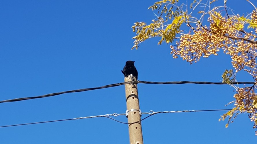 Bomberos rescataron un gato de lo alto de un poste de luz