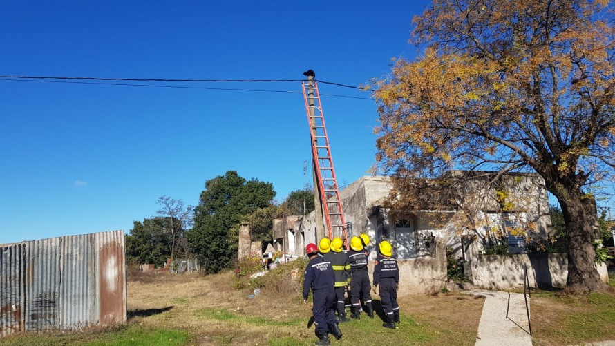 Bomberos rescataron un gato de lo alto de un poste de luz