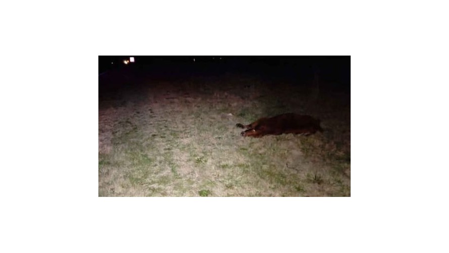 Dos accidentes por animales sueltos en cercanías a la rotonda de ingreso a Bolívar
