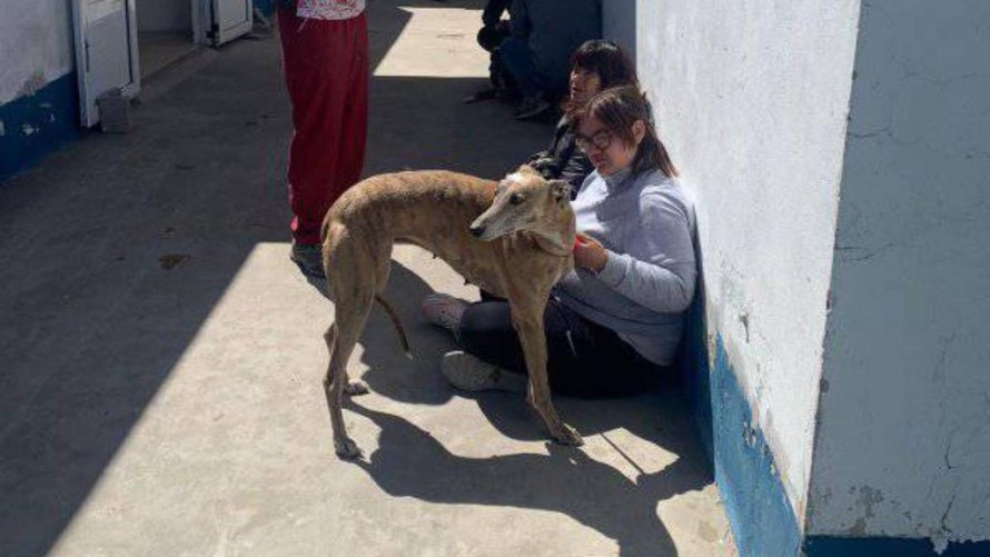 Llevaron a cabo otra exitosa jornada de castraciones