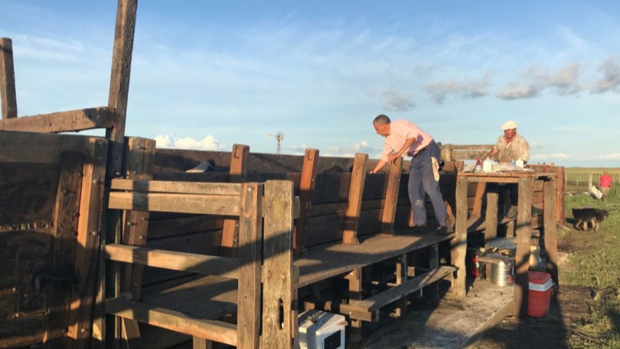 El 10 de octubre comienza la segunda campaña de vacunación antiaftosa