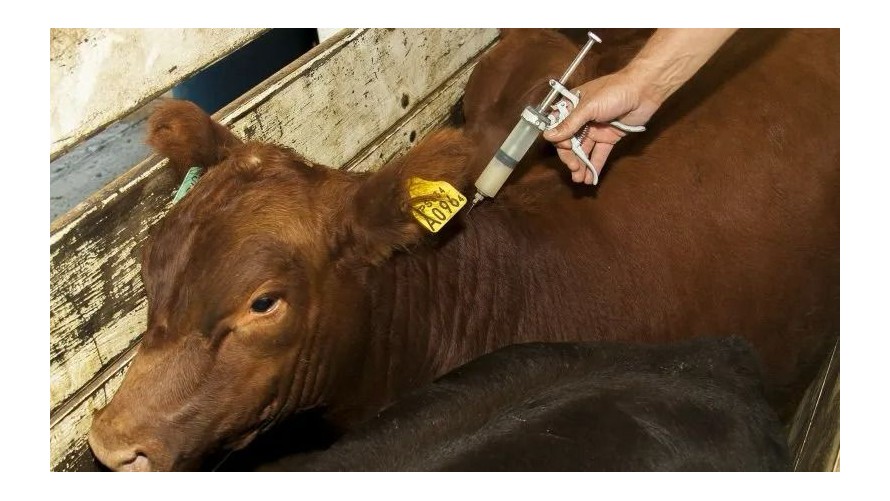 El 10 de octubre comienza la segunda campaña de vacunación antiaftosa