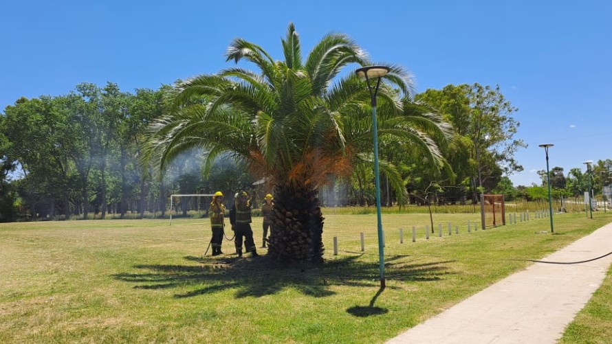 Iniciaron fuego intencional sobre una palmera en la vereda de la ENET