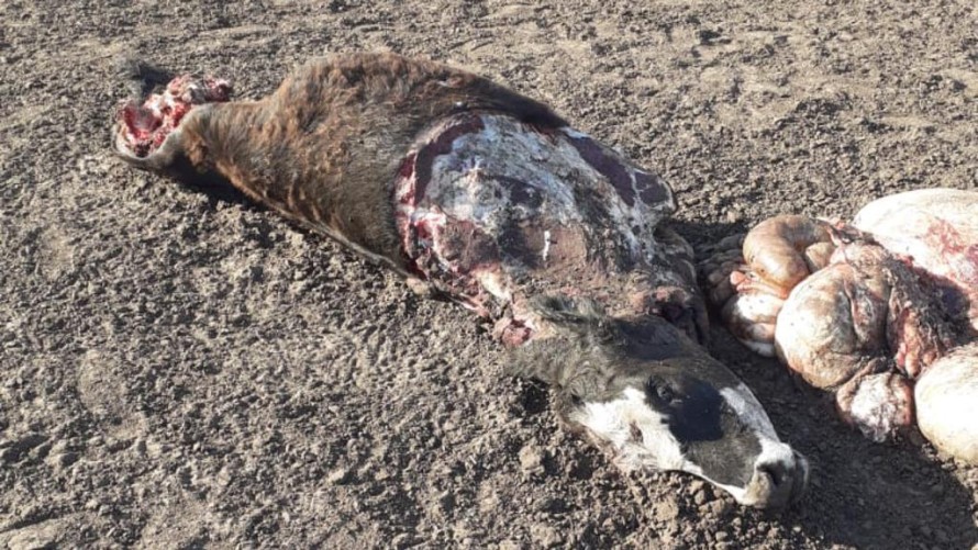 A una productora rural le carnearon animales dos veces en una semana
