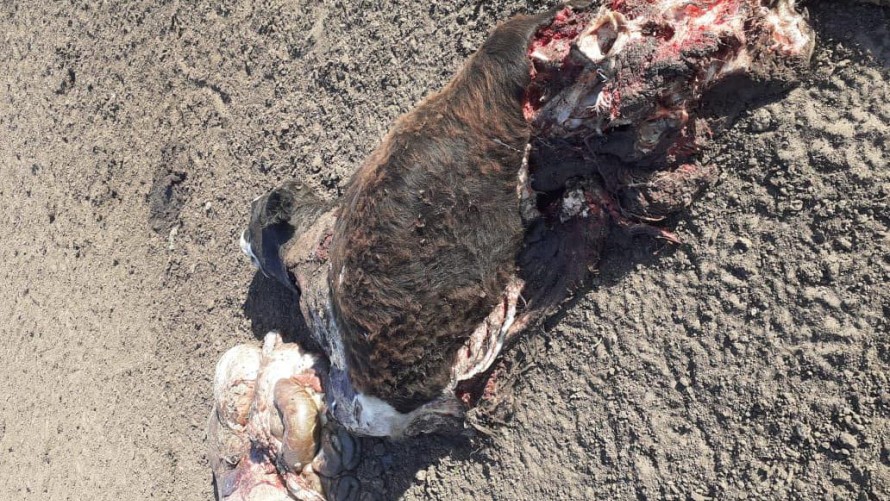 A una productora rural le carnearon animales dos veces en una semana