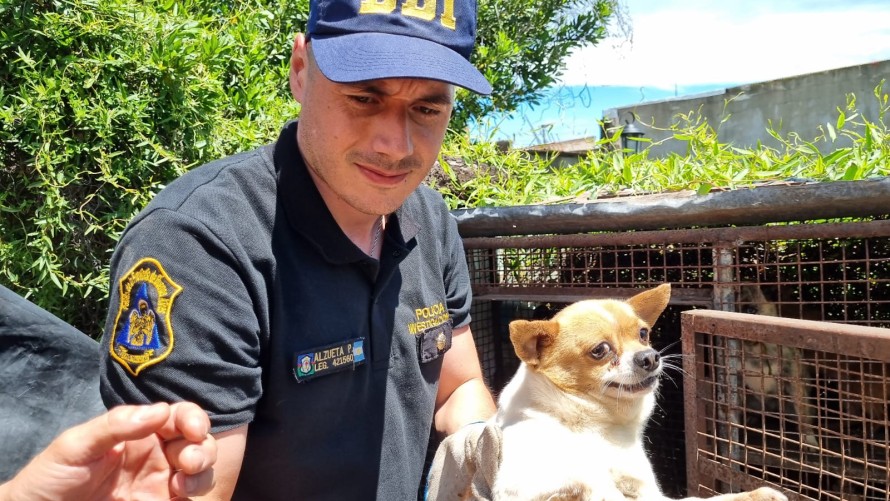 Allanaron una vivienda y rescataron animales que se encontraban en situación de maltrato