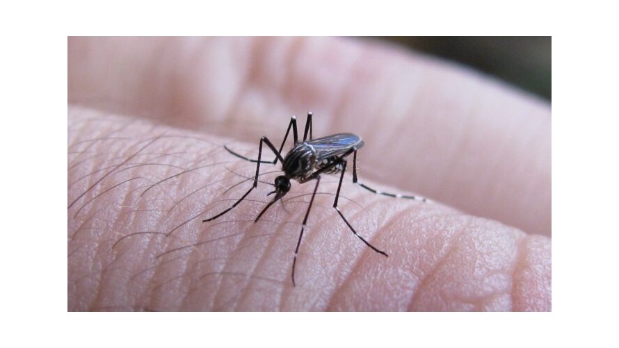 Dengue en la provincia: temen “reintroducción del virus” con las altas temperaturas