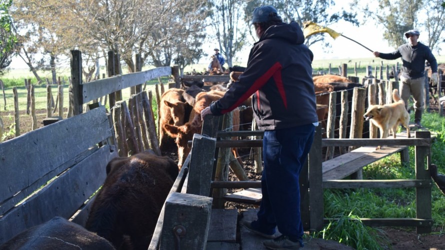FUNDEBO cumple treinta y tres años de lucha contra la Fiebre Aftosa en Bolívar
