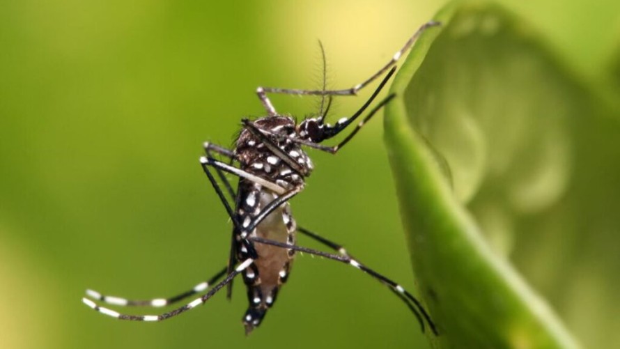 Ola de mosquitos: ¿cómo reconocer las especies que circulan en la región?