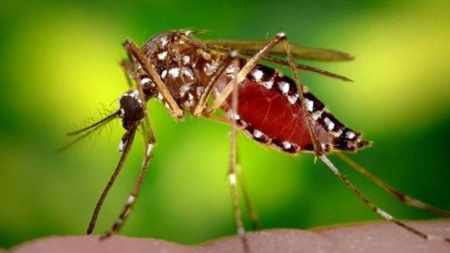 Ola de mosquitos: ¿cómo reconocer las especies que circulan en la región?