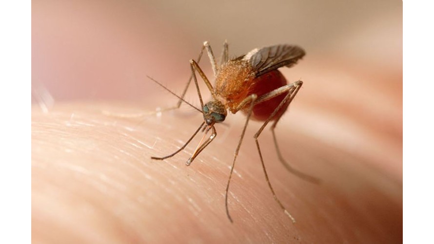 Ola de mosquitos: ¿cómo reconocer las especies que circulan en la región?