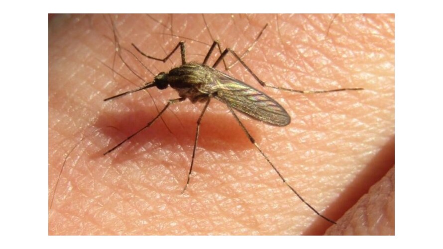 Ola de mosquitos: ¿cómo reconocer las especies que circulan en la región?