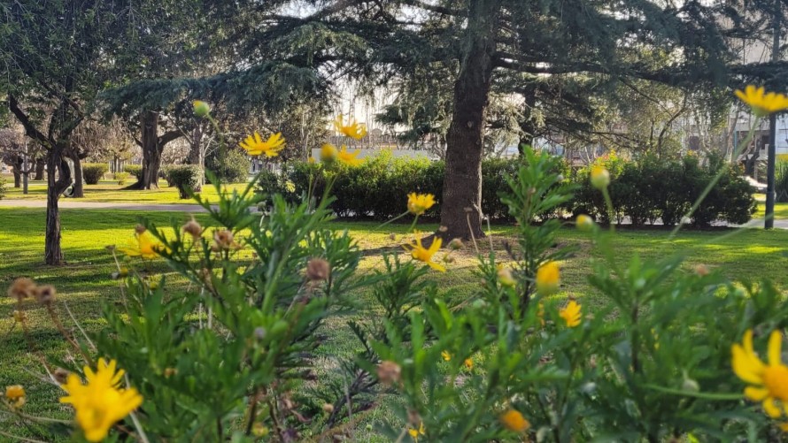 Invitan a un "City Tour Botánico" para conocer el arbolado urbano de Bolívar