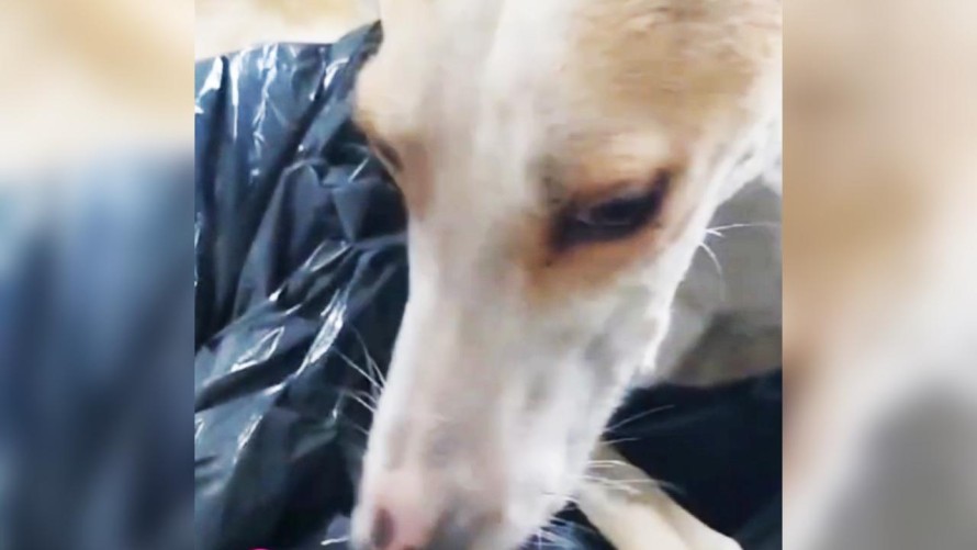 Solicitan colaboración económica para costear una cirugía