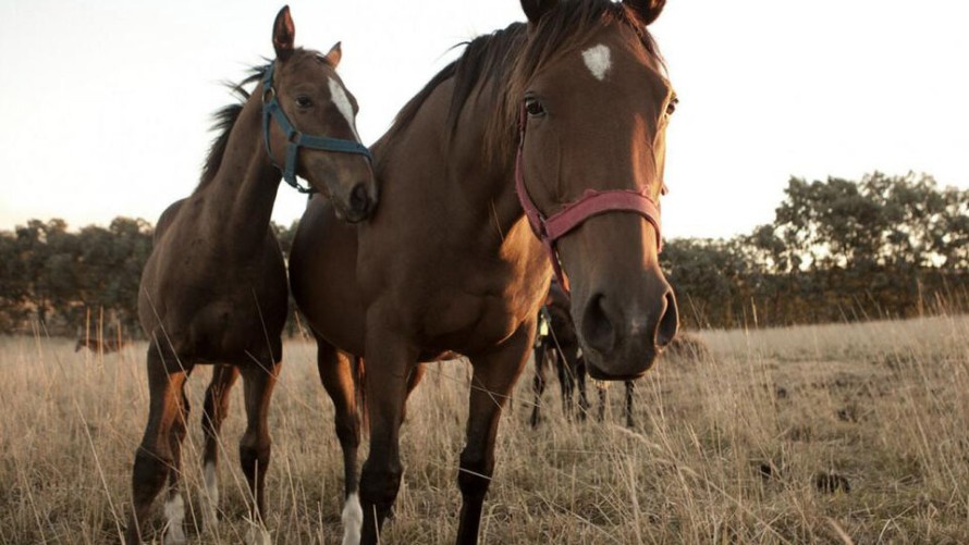 Pehuajó: confirmaron el primer caso de encefalitis equina en humanos