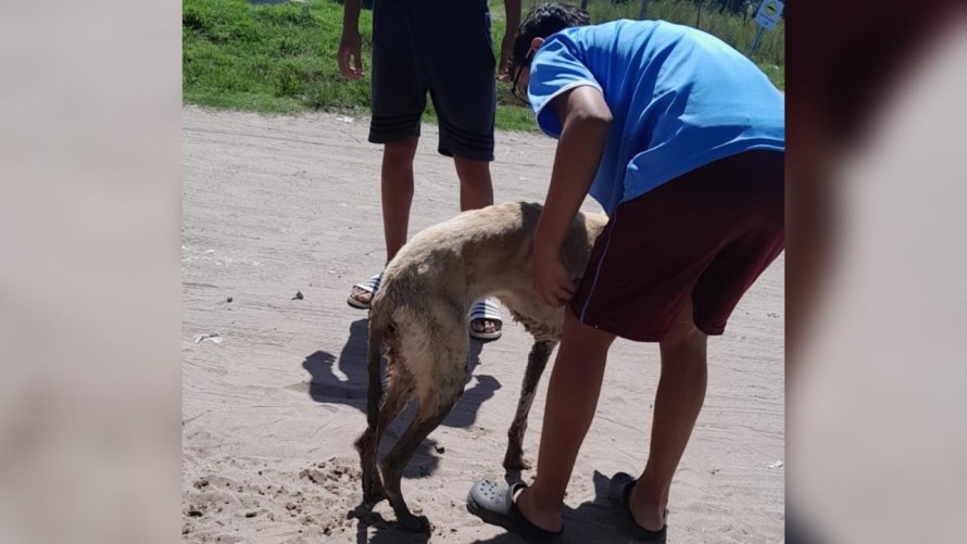 Bomberos rescataron a un perro que cayó a una alcantarilla