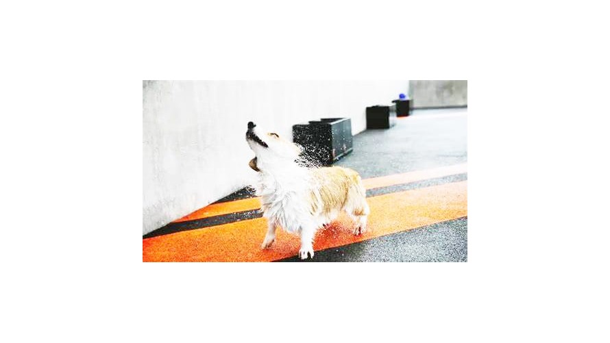 Tips para evitar golpes de calor en mascotas