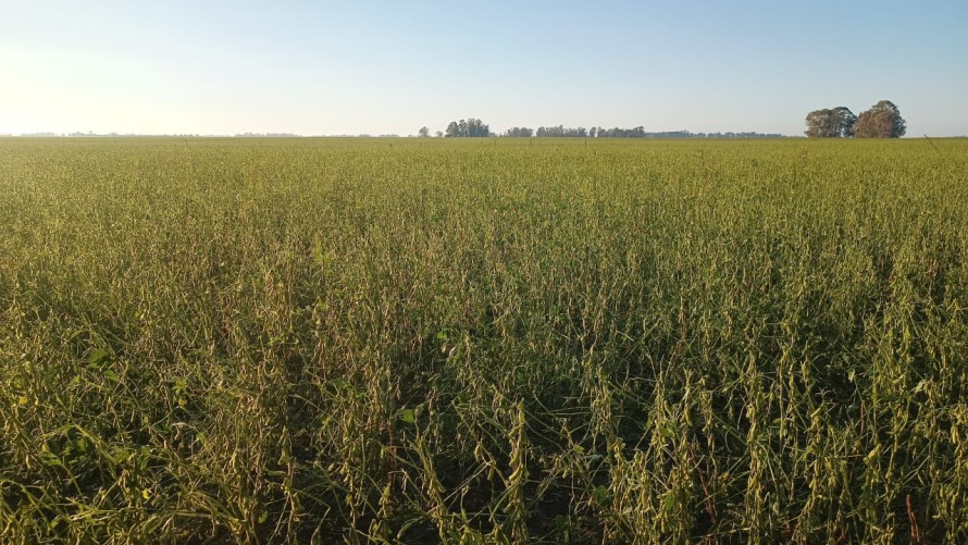 Los daños mayores de la granizada se registran en campos del Partido