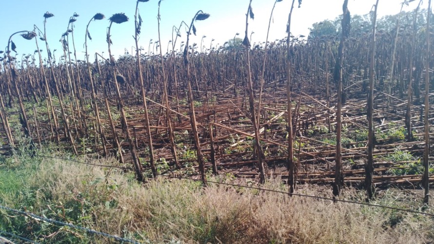 Los daños mayores de la granizada se registran en campos del Partido