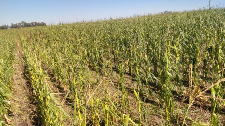 Los daños mayores de la granizada se registran en campos del Partido