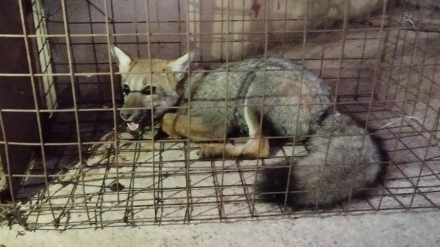 Sapaab rescató un zorro que deambulaba por la ciudad