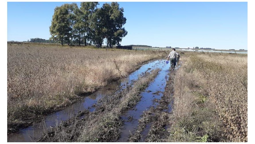FUNDEBO avanza con la primera campaña de vacunación de Fiebre Aftosa y Brucelosis