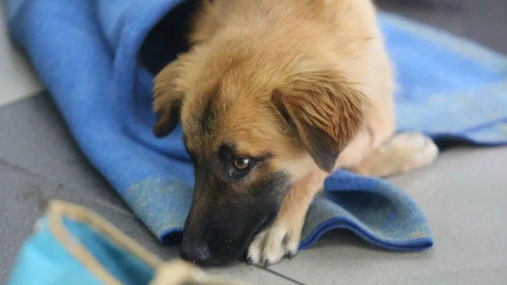 SAPAAB organiza una nueva jornada de castraciones masivas