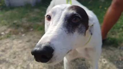 Realizarán una jornada de castraciones masivas para perras