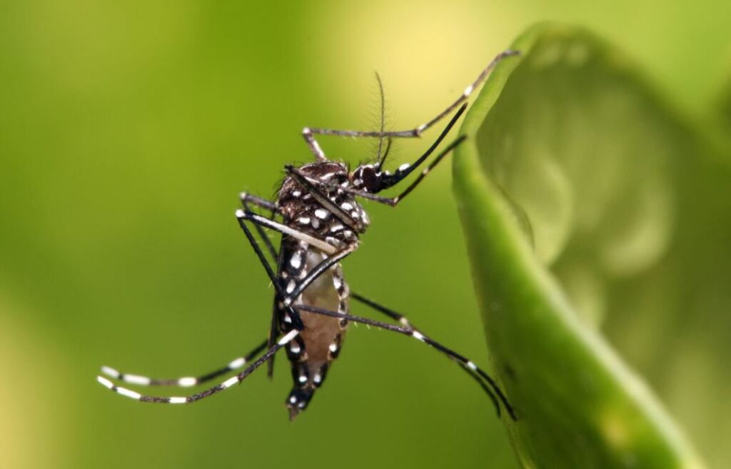 Aedes aegypti. (CEPAVE)